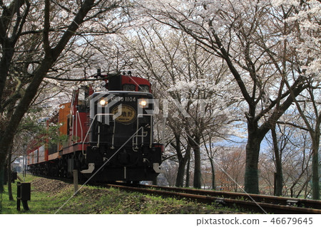 京都嵯峨野渡輪號列車,櫻花盛開,嵯嵐峨野渡輪號列車,櫻花盛開,嵐山春景 京都嵯峨野渡輪號列車,櫻花盛開,嵯嵐峨野渡輪號列車,櫻花盛開,嵐山春景 46679645