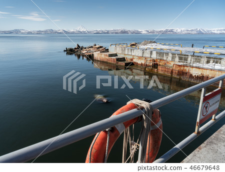 Rookery Northern Sea Lion or Steller Sea Lion 46679648
