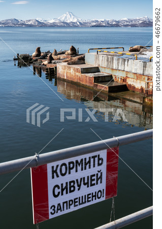 Rookery Steller Sea Lion on coast of Pacific Ocean 46679662