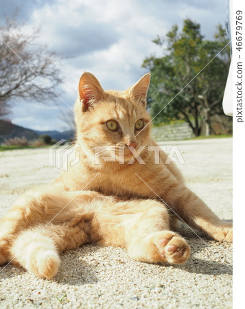 Tea tiger sitting Tea tiger sitting 46679769