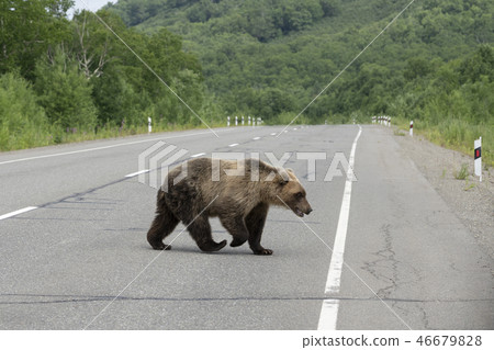 Young Kamchatka brown bear walking road 46679828