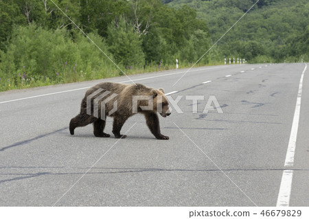 Brown bear walks along an asphalt road 46679829