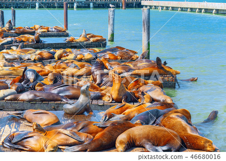 Seals Rookery.  46680016