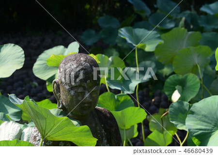 蓮花和地藏 46680439