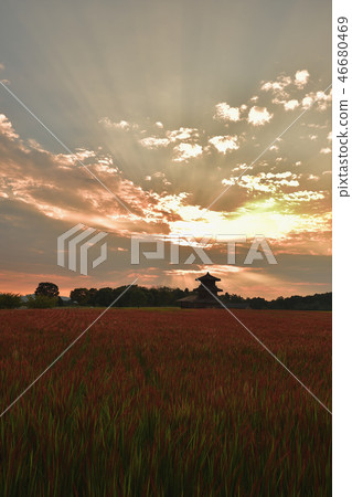 Sunset Chi Chi Castle and Ancient Rice 46680469