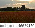 Ancient rice at sunset and Kuchi castle 46680470