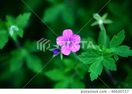 Wild wildflowers Wild wildflowers 46680557