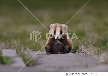 Nihon Badger 3(青森縣) Nihon Badger 3(青森縣) 46681135