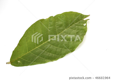 Cacao tree long leaves on white Cacao tree long leaves on white 46681964