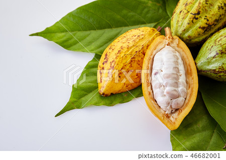 Cocoa pods with Cocoa leaf on a white 46682001