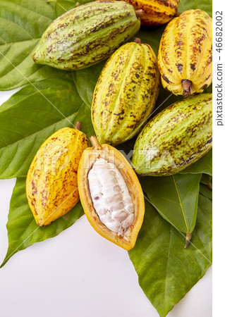 Cocoa pods with Cocoa leaf on a white 46682002