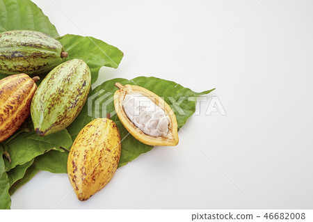 Cocoa pods with Cocoa leaf on a white Cocoa pods with Cocoa leaf on a white 46682008
