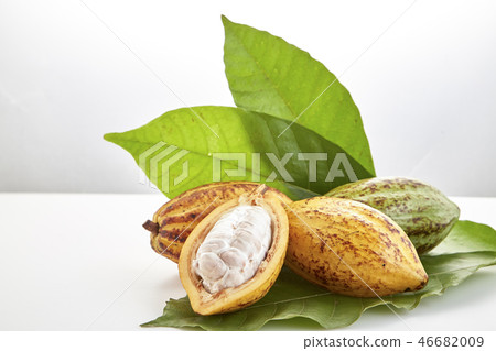 Cocoa pods with Cocoa leaf on a white Cocoa pods with Cocoa leaf on a white 46682009