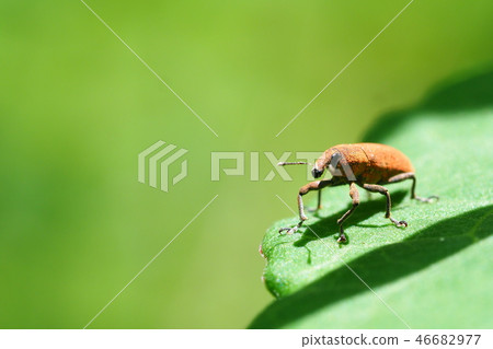 Katsuo Weevil Katsuo Weevil 46682977