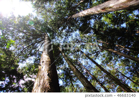 Kumano Kodo-Giant Tree and Sun 46683140