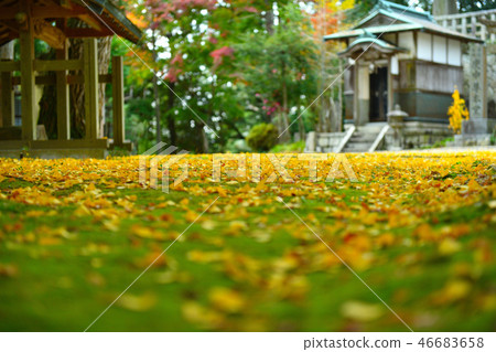 Shion Shiroyama Hiro Tokuji Autumn leaves 2018 46683658