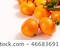 新鮮砂糖橘 46683691