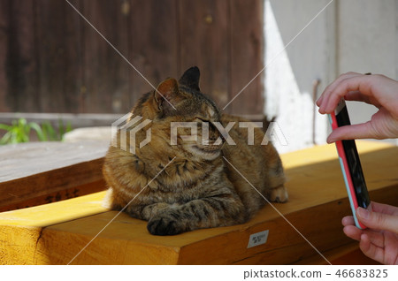 High, cheese 46683825