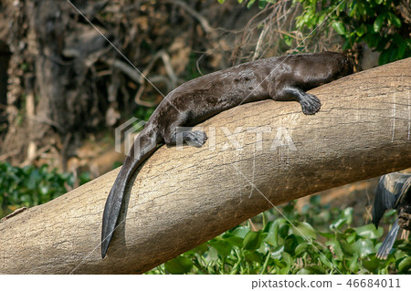 Giant Otter Giant Otter 46684011