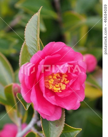 Sasanqua（山花）自然紋理 46684089