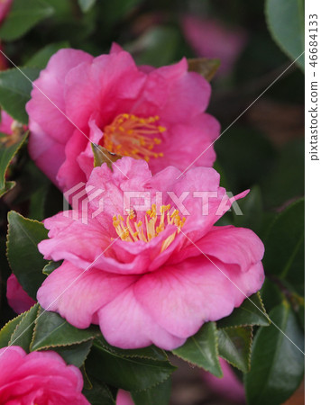 Sasanqua（山花）自然紋理 46684133
