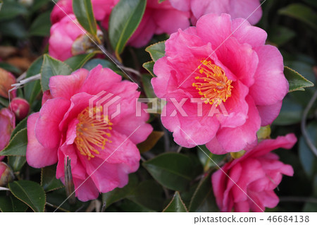 Sasanqua(山花)自然紋理 Sasanqua(山花)自然紋理 46684138