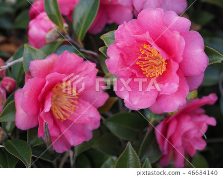 Sasanqua (mountain flower) natural texture 46684140