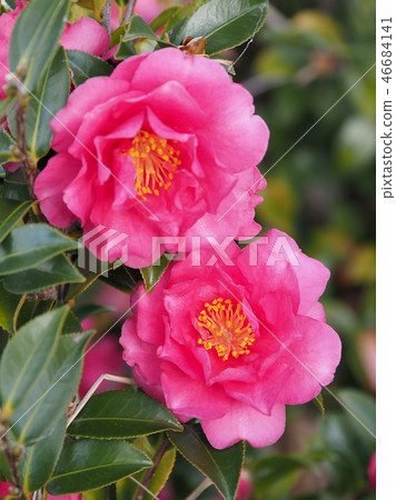 Sasanqua (mountain flower) natural texture 46684141