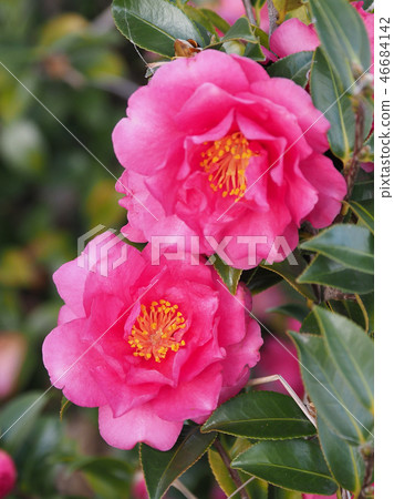 Sasanqua (mountain flower) natural texture Sasanqua (mountain flower) natural texture 46684142