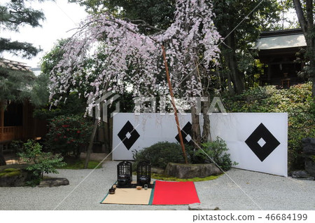 Japanese style hall of cherry blossoms 46684199