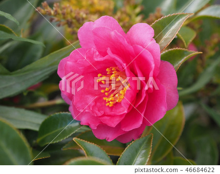 Sasanqua (mountain flower) natural texture 46684622