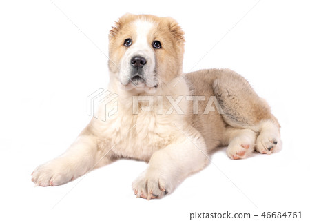 Alabai puppy 46684761