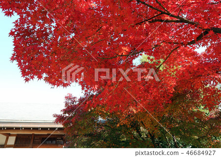 Koshigaya Noguraku, Autumn leaves of Hanada Rose (December) Koshigaya City, Saitama Prefecture 46684927