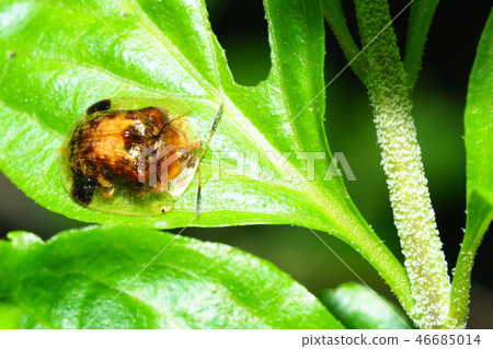 Ichimonji Cameloticus 46685014