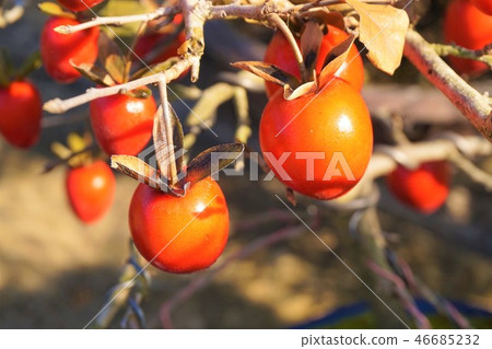 Loya Persimmon Royagiki Old Man Old Man Bonsai 46685232