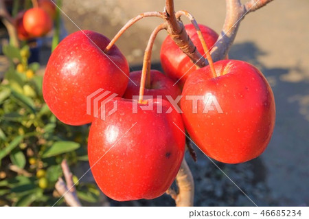 Bonsai Longevity Red Longevity Apple Crabapple Fruit 46685234
