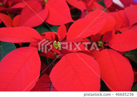 Poinsettia poinsettia christmas flower 46685236