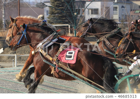 Obihiro，十勝，Banei賽馬 46685313