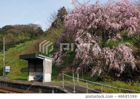 四國Yosen線Senjo站櫻花 46685399