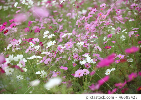 Dream cosmos garden Dream cosmos garden 46685425