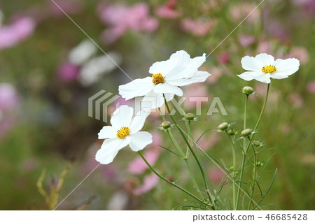 Dream cosmos garden Dream cosmos garden 46685428