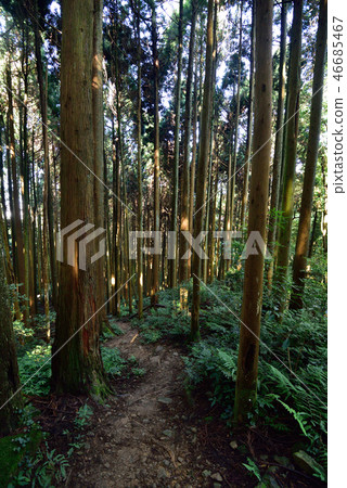 森林的道路 46685467