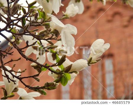 Spring floral background with magnolia flowers. Spring floral background with magnolia flowers. 46685579