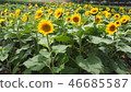 Sunflower Field (Sunflower) 46685587