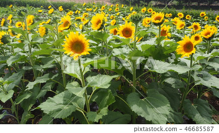 Sunflower Field (Sunflower) 46685587