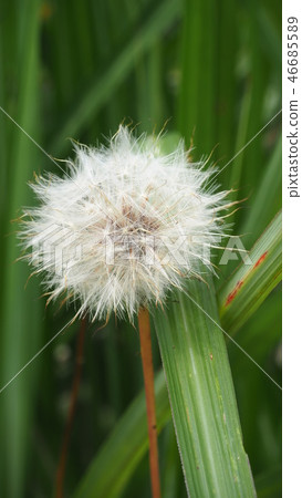 蒲公英的種子 46685589