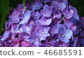 hydrangea 46685591