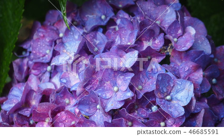 hydrangea hydrangea 46685591