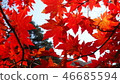 Autumn leaves 46685594