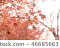 楓 46685663